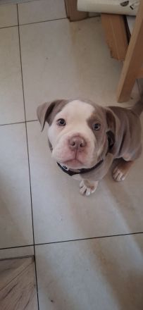 Old Engliish Bulldogge Welpe