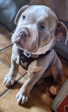 Old Engliish Bulldogge Welpe