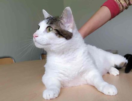 Schmusekatze Rafaela mag Hunde!