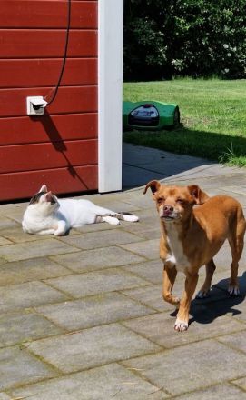 Schmusekatze Rafaela mag Hunde!