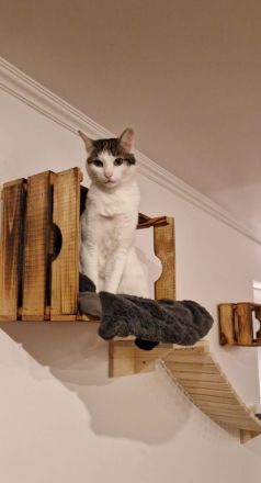 Schmusekatze Rafaela mag Hunde!