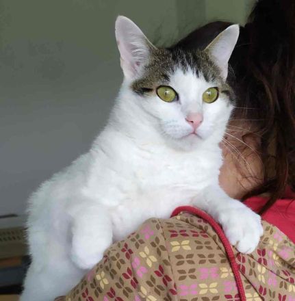 Schmusekatze Rafaela mag Hunde!