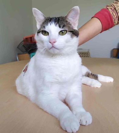 Schmusekatze Rafaela mag Hunde!