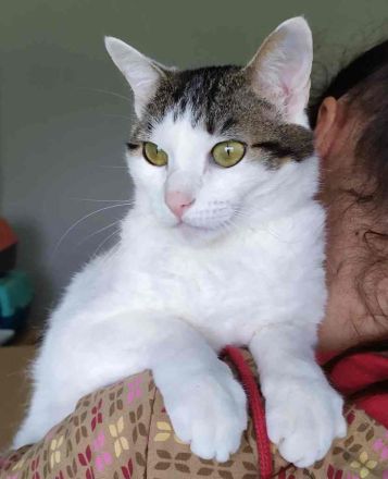 Schmusekatze Rafaela mag Hunde!