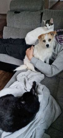 Schmusekatze Rafaela mag Hunde!