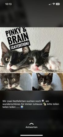 Notfellchen suchen dringend ihr für immer zuhause