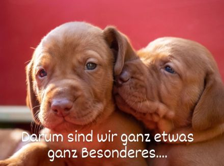 Freizeitpartner-Lebenspartner-Traumhund, Magyar Vizsla Welpen m.P. vom anerkannten Züchter