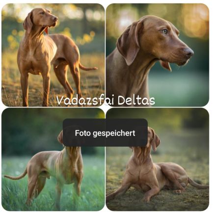 Freizeitpartner-Lebenspartner-Traumhund, Magyar Vizsla Welpen m.P. vom anerkannten Züchter