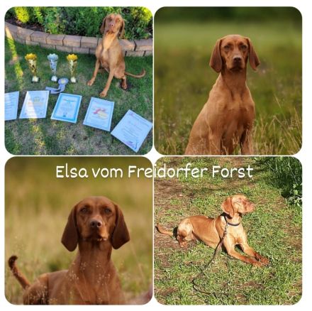 Freizeitpartner-Lebenspartner-Traumhund, Magyar Vizsla Welpen m.P. vom anerkannten Züchter