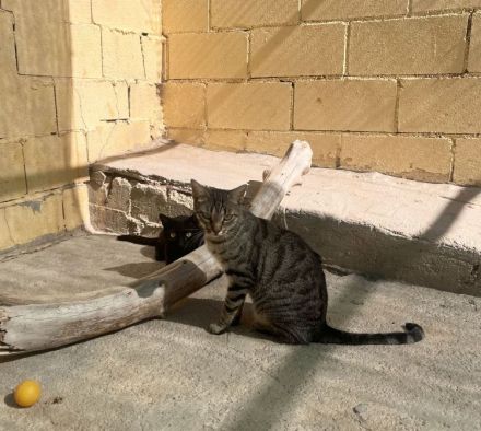 Miriam - sehr verschmust, wenn sie Vertrauen gefasst hat