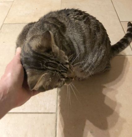 Miriam - sehr verschmust, wenn sie Vertrauen gefasst hat