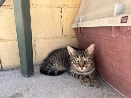 Miriam - sehr verschmust, wenn sie Vertrauen gefasst hat