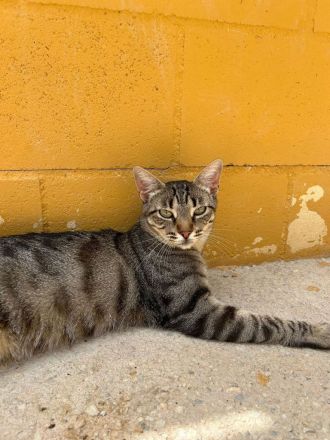 Miriam - sehr verschmust, wenn sie Vertrauen gefasst hat