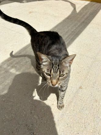 Miriam - sehr verschmust, wenn sie Vertrauen gefasst hat