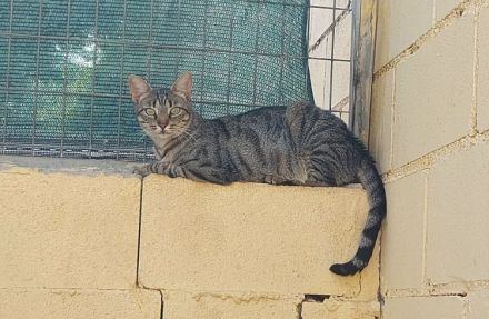 Miriam - sehr verschmust, wenn sie Vertrauen gefasst hat