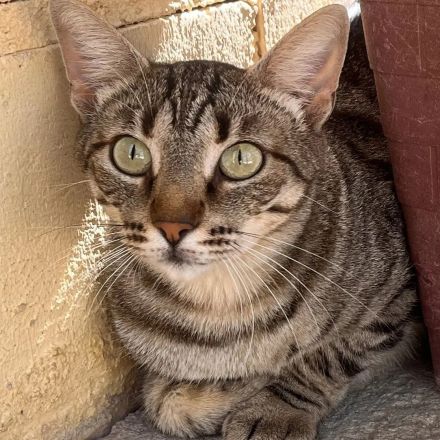 Miriam - sehr verschmust, wenn sie Vertrauen gefasst hat