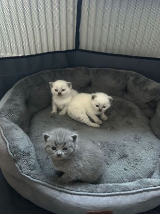 Süßer BKH Kater zu verkaufen