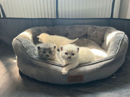 Süßer BKH Kater zu verkaufen