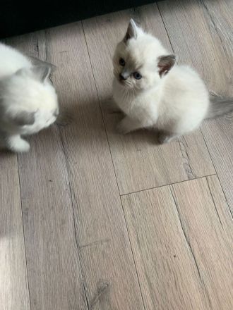 Süßer BKH Kater zu verkaufen