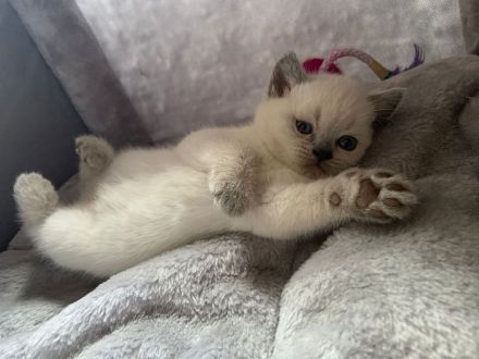 Süßer BKH Kater zu verkaufen