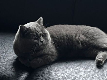 Süßer BKH Kater zu verkaufen