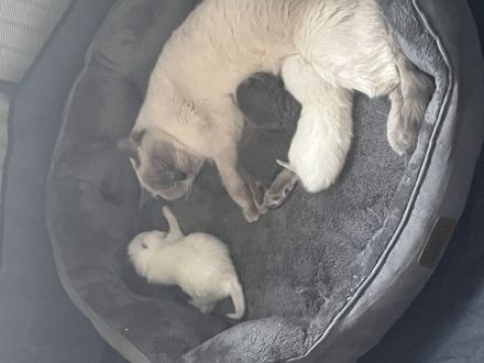 Süßer BKH Kater zu verkaufen