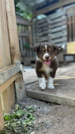 Australien Shepherd Welpen
