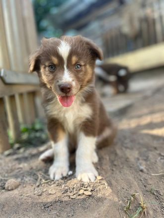 Australien Shepherd Welpen