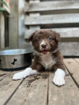 Australien Shepherd Welpen