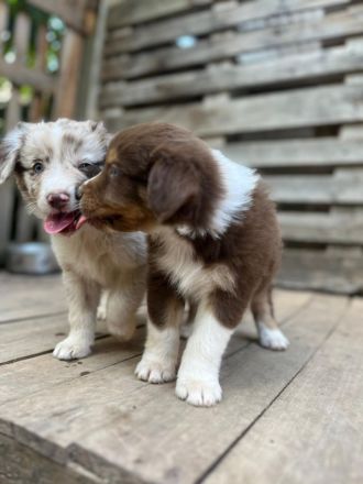 Australien Shepherd Welpen