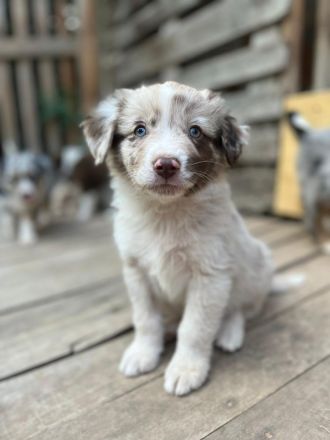 Australien Shepherd Welpen