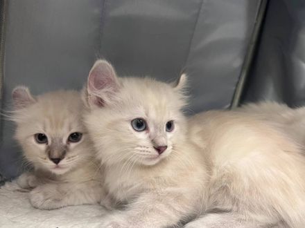 2 Kitten suchen eine neues Haus