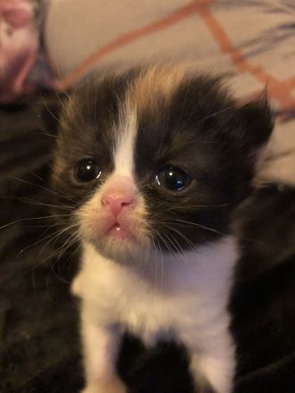 Perser Glückskatzen