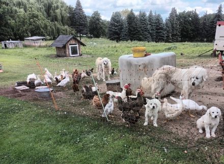 Pyrenäen Berghunde – Herdenschutzhunde