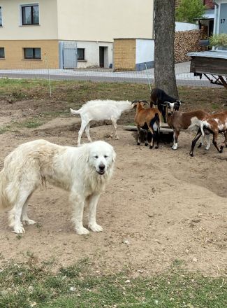 Pyrenäen Berghunde – Herdenschutzhunde