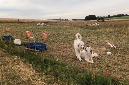 Pyrenäen Berghunde – Herdenschutzhunde