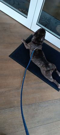 Kleine süẞe maus sucht neues Zuhause