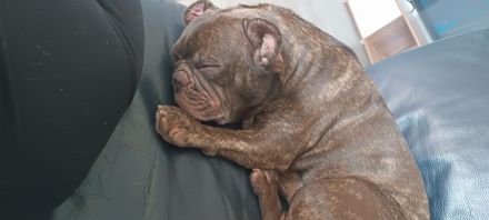 Kleine süẞe maus sucht neues Zuhause