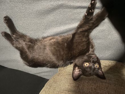 Katzen Kitten abzugeben