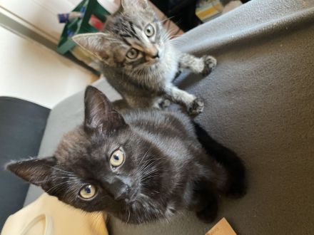 Katzen Kitten abzugeben