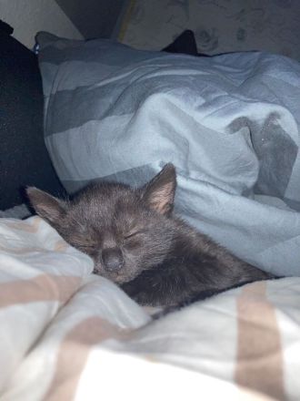 Katzen Kitten abzugeben