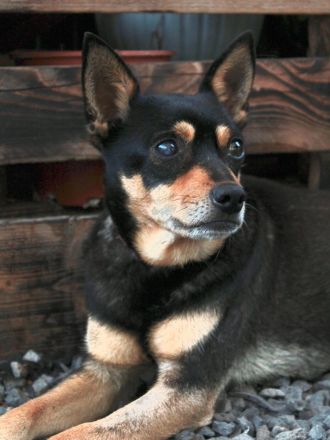 Ratón - nur als Patenhund