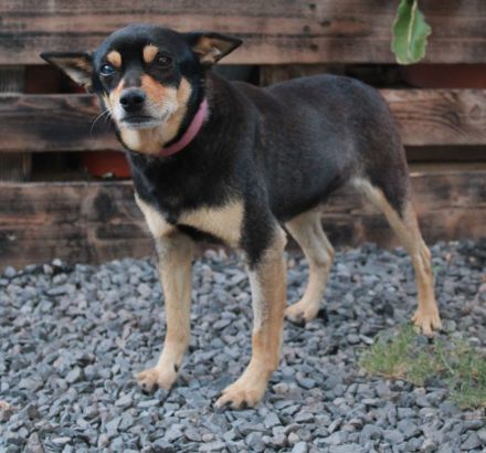 Ratón - nur als Patenhund