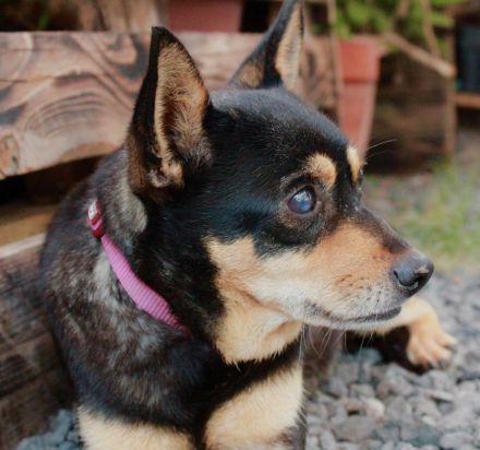 Ratón - nur als Patenhund