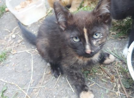 Dringend Katzenbaby abzugeben!