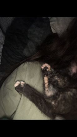 Dringend Katzenbaby abzugeben!