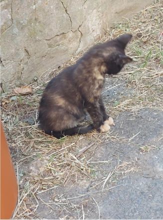 Dringend Katzenbaby abzugeben!