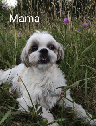 Malteser + Shih Tzu Welpen