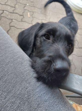 Labradoodle Rüde 15 Wochen