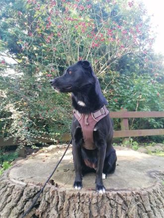 sportliche Pebbels sucht ihre Menschen